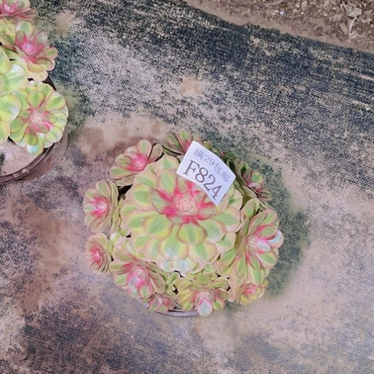 824万白多肉植物