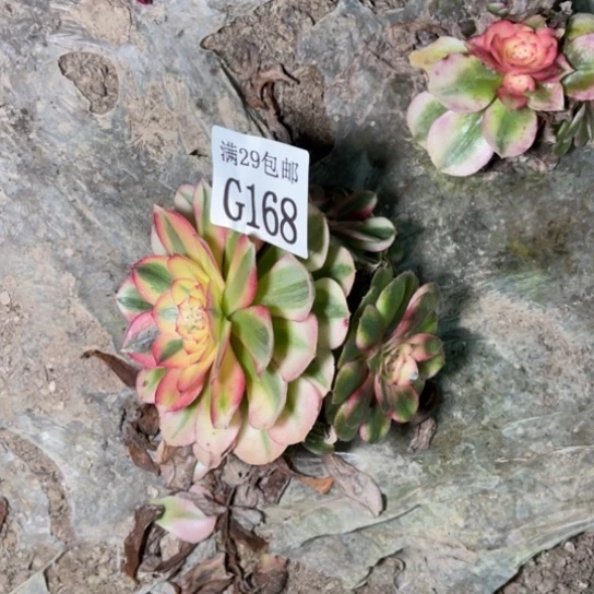 168荔枝多肉植物