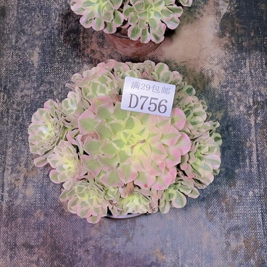 756白凤多肉植物