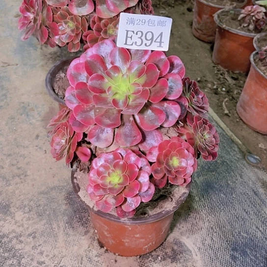 394美杜莎多肉植物