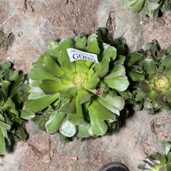 085香妃多肉植物