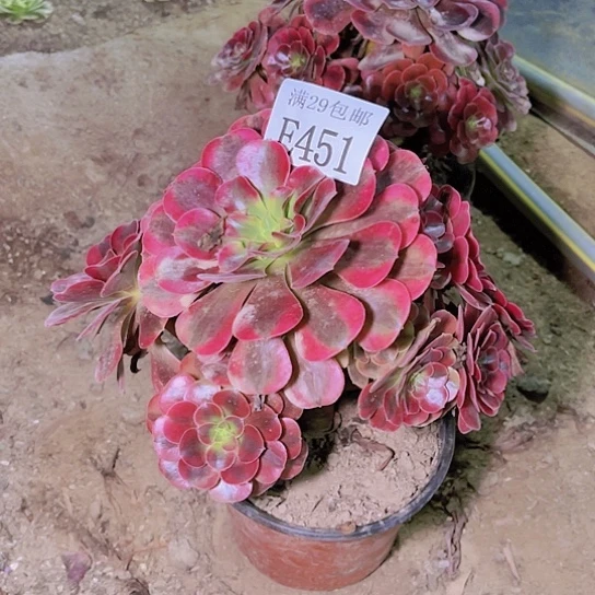 451粉黛多肉植物