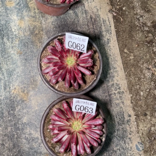 062 063朱雀多肉植物