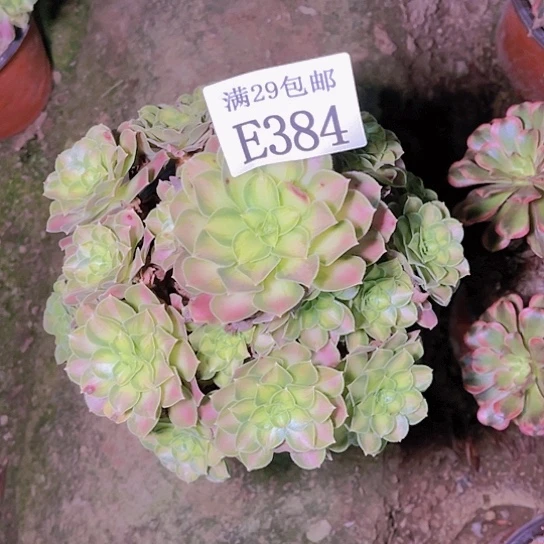 384韶华多肉植物