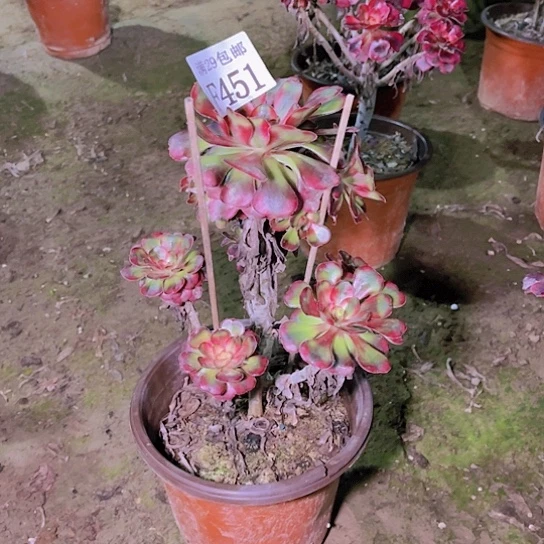 很**.451香奈儿多肉植物