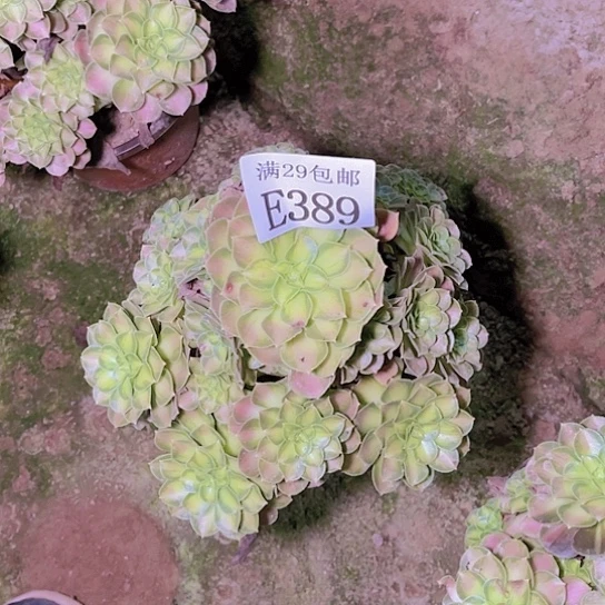 389韶华多肉植物