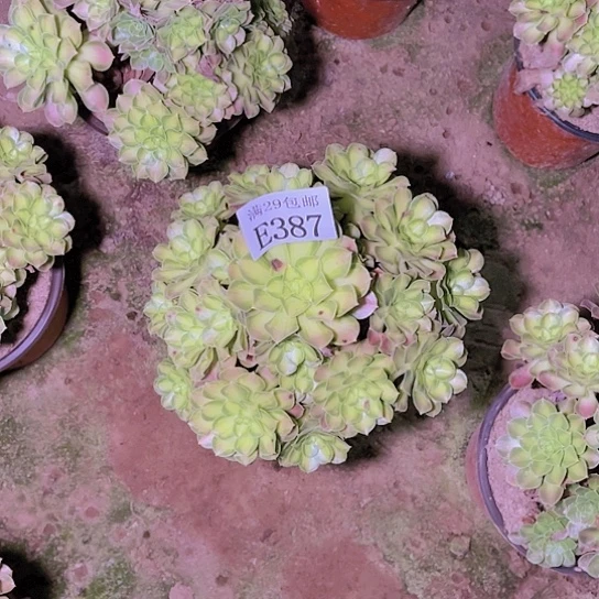 387韶华多肉植物