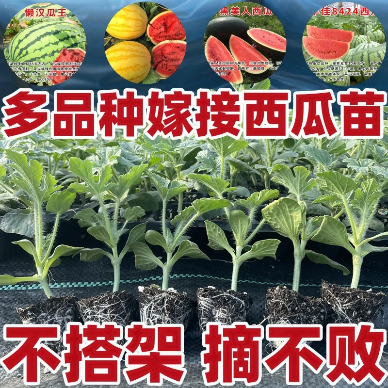 嫁接西瓜苗8424麒麟瓜四季种植高产早熟盆栽阳台露天南方苗秧春季