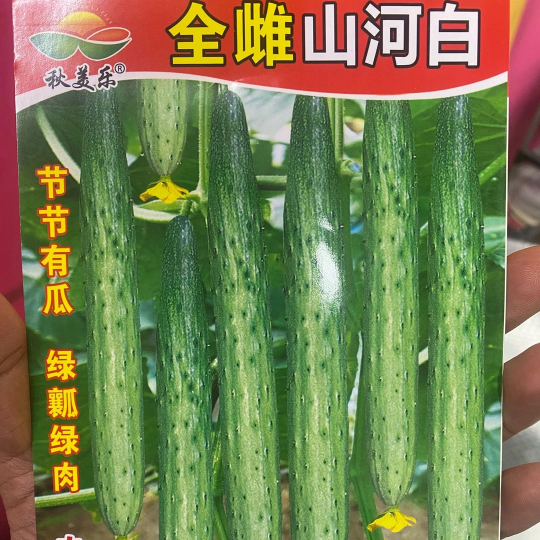 【种子】Q全雌山河白黄瓜籽