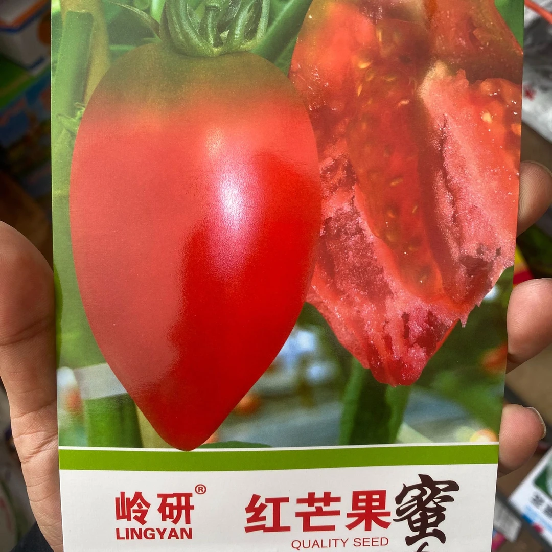 【种子】岭研红芒果柿子籽