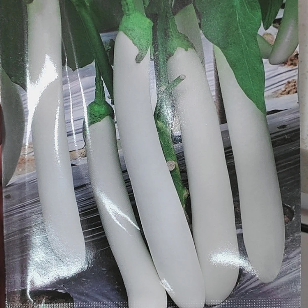 【种子】特长白茄子籽
