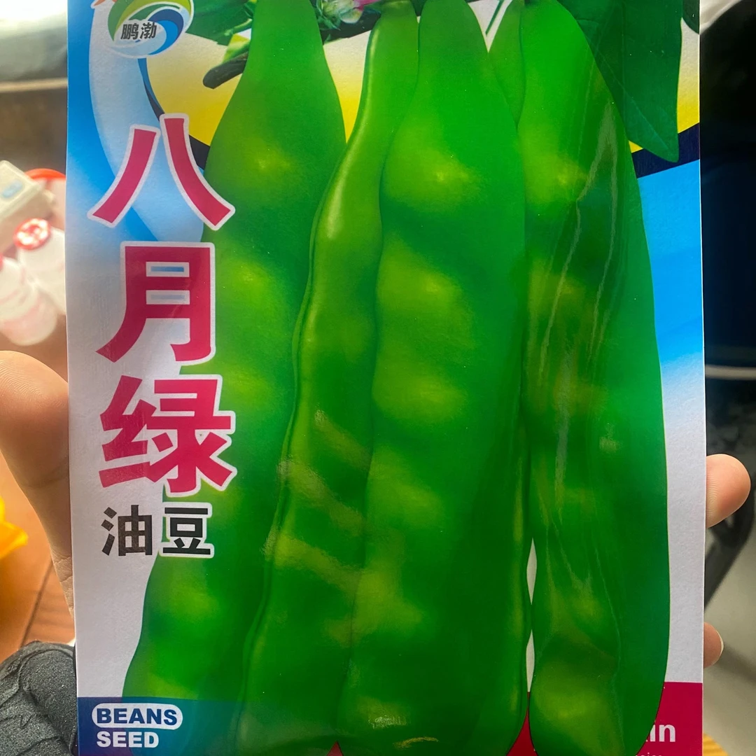 【种子】八月绿油豆角籽