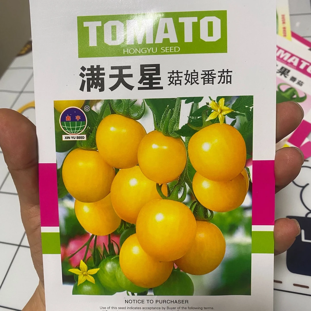 【种子】满天星菇娘柿子籽