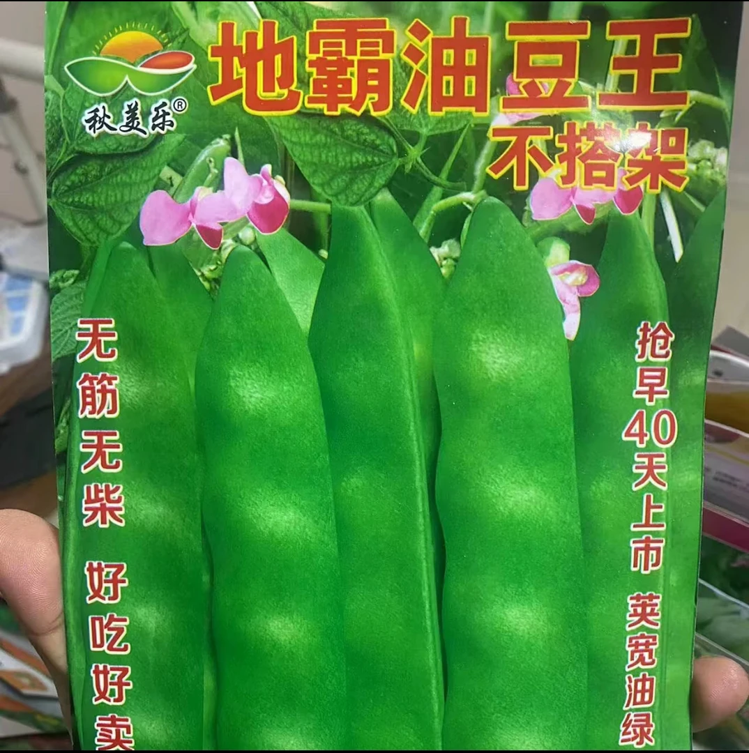【种子】不搭架地油豆籽