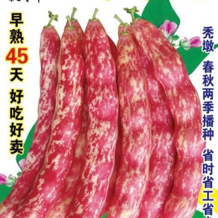 【种子】地红金钩（不搭架）