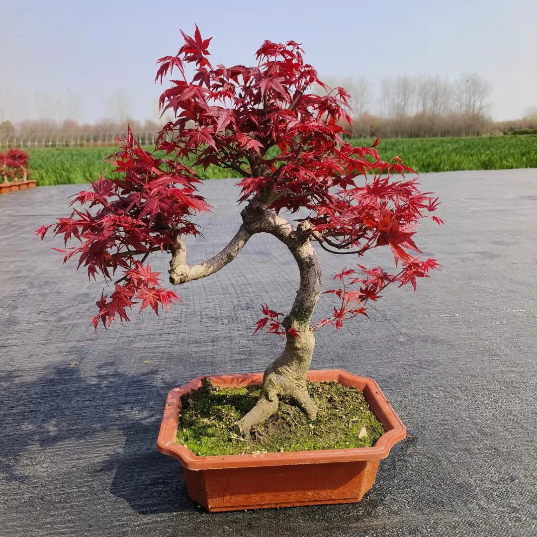 原生造景枫  中国红枫 黄金枫 猩猩枝垂羽毛枫