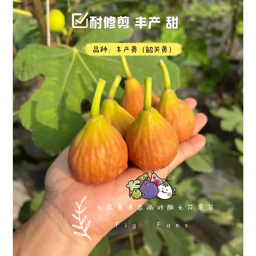 【无花果迷出品】丰产黄(韶关黄)疯狂结果满树果耐热口感蜜实可盆栽