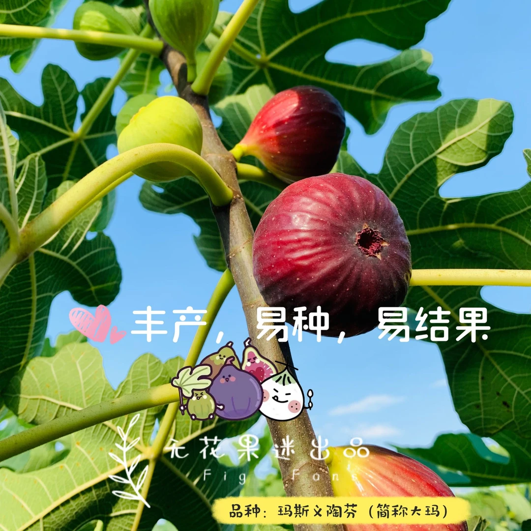 【无花果迷出品】玛斯义陶芬无花果树苗个头大易结果适合新入门丰产
