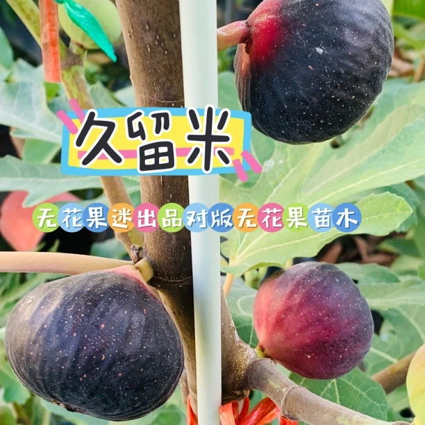 久留米无花果树苗紫黑系品种丰产个大带果粉阳台庭院皆可种植