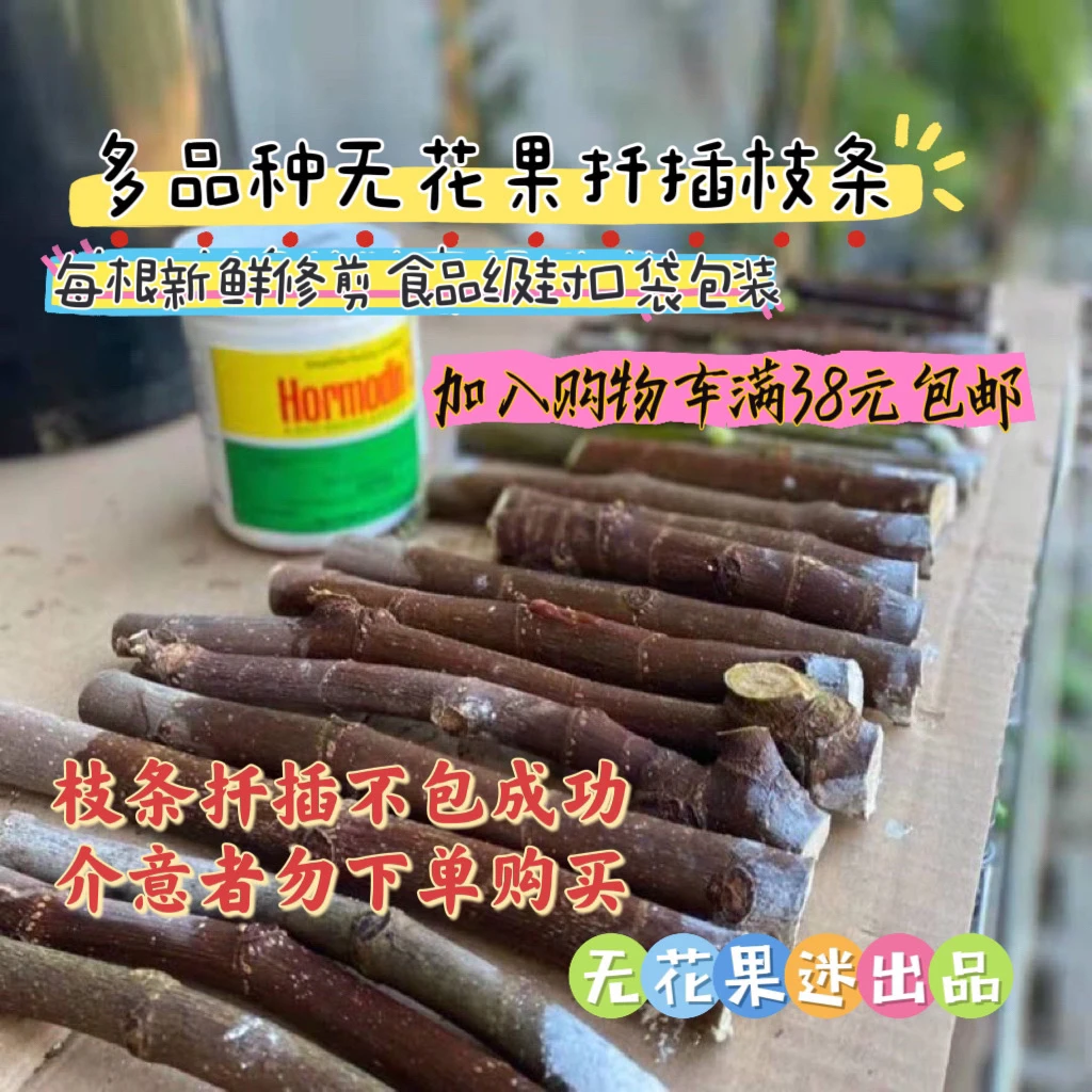 【无花果扦插枝条一】无花果枝条切条不带根不包成活