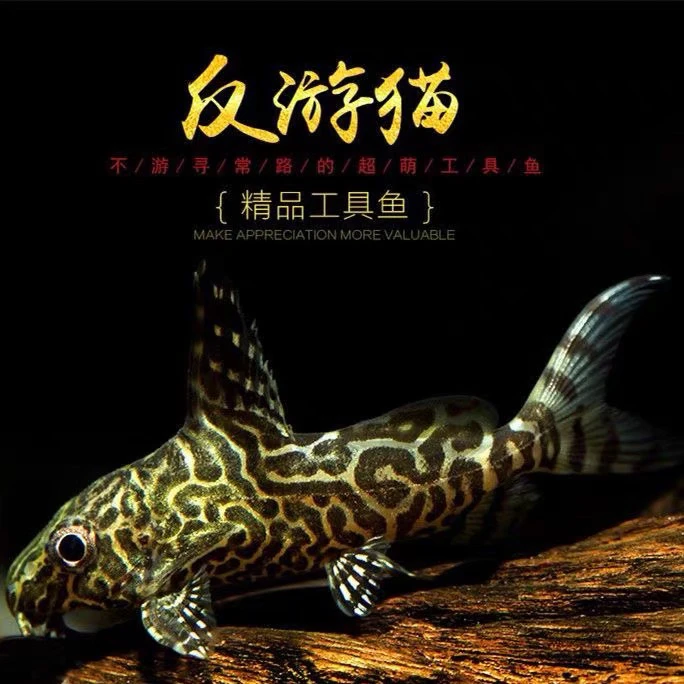 新疆包邮精品工具鱼反游猫小型观赏鱼倒游底栖清洁工鱼