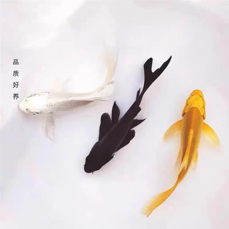 新疆包邮黄金锦鲤冷水观赏鱼好养耐活新手首选鱼