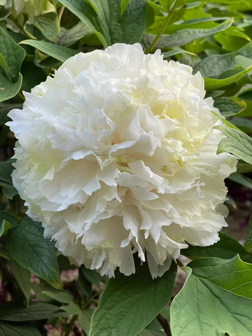 菏泽牡丹  四大名品 魏紫赵粉 豆绿姚黄