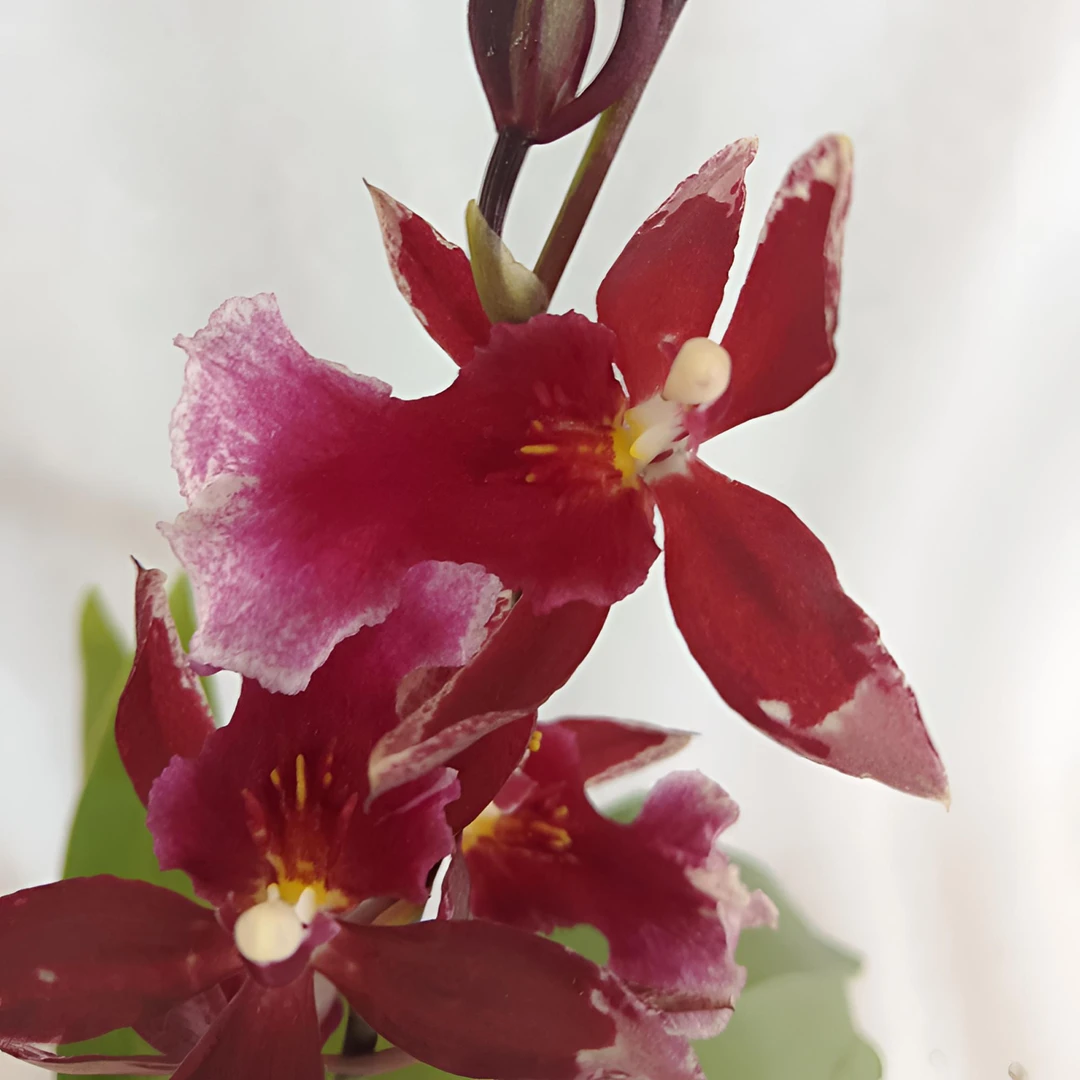 桌面盆栽款蕙心兰紫霞仙子