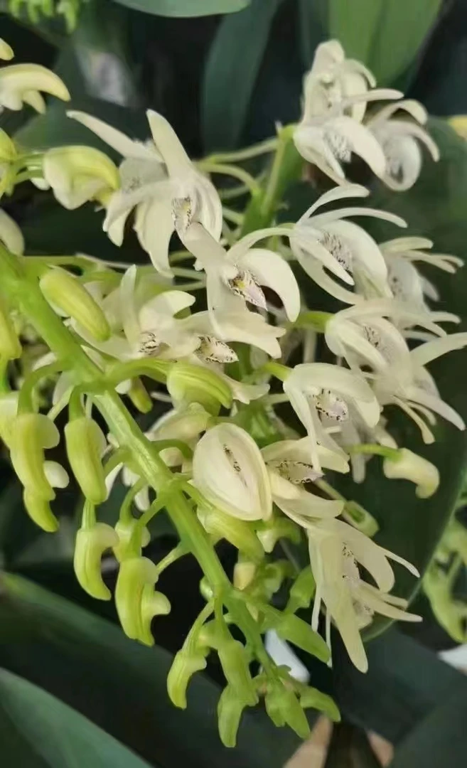 盆栽桌面款白大明石斛