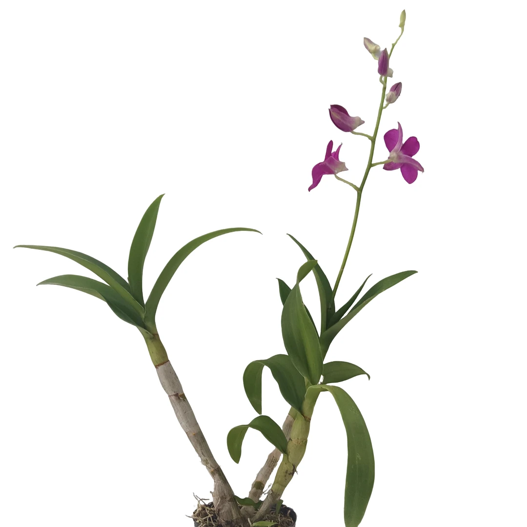 盆栽桌面款秋石斛紫烟