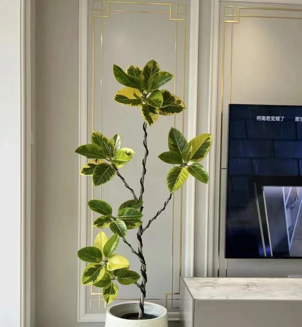 造型黄金榕观叶植物客厅绿植旺宅大盆栽室内高级感鲜活绿桓