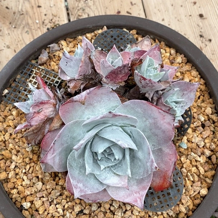 洛洛。阿瑞左尼卡 11.6