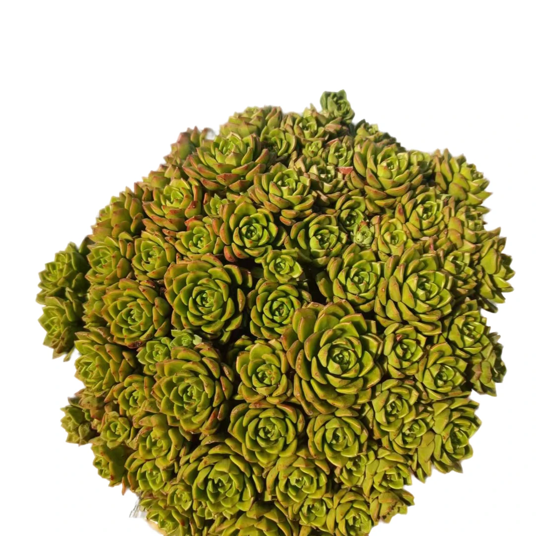 地栽大号玫瑰蒂亚30公分+ 好看好养室内室外盆栽绿植多肉植物