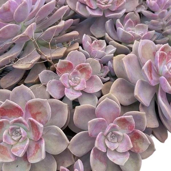 地栽紫乐 新手必拍   好看好养 多肉植物 云南昆明发货