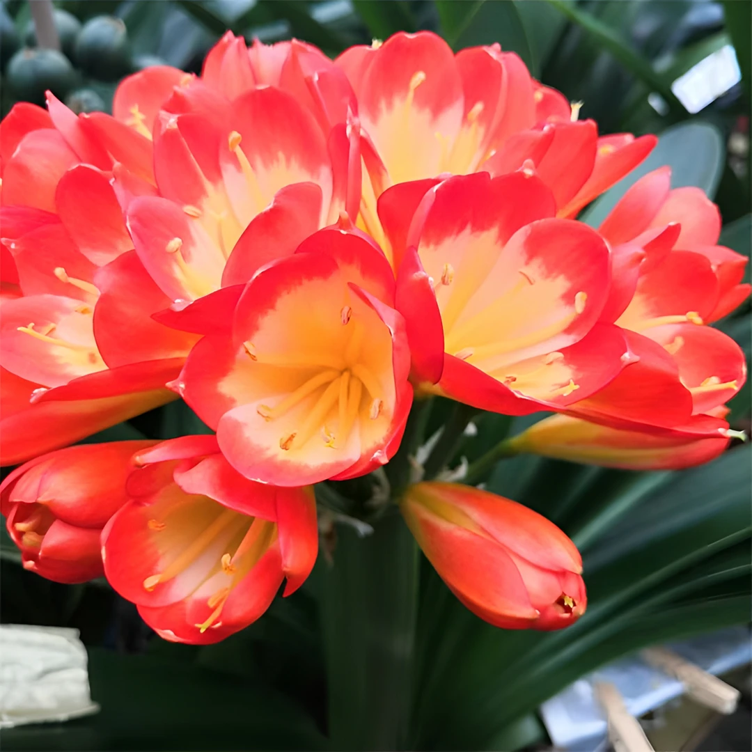 精品国兰，一物一拍，裸根发货，春节开花，适家庭养殖，尺寸实物为准