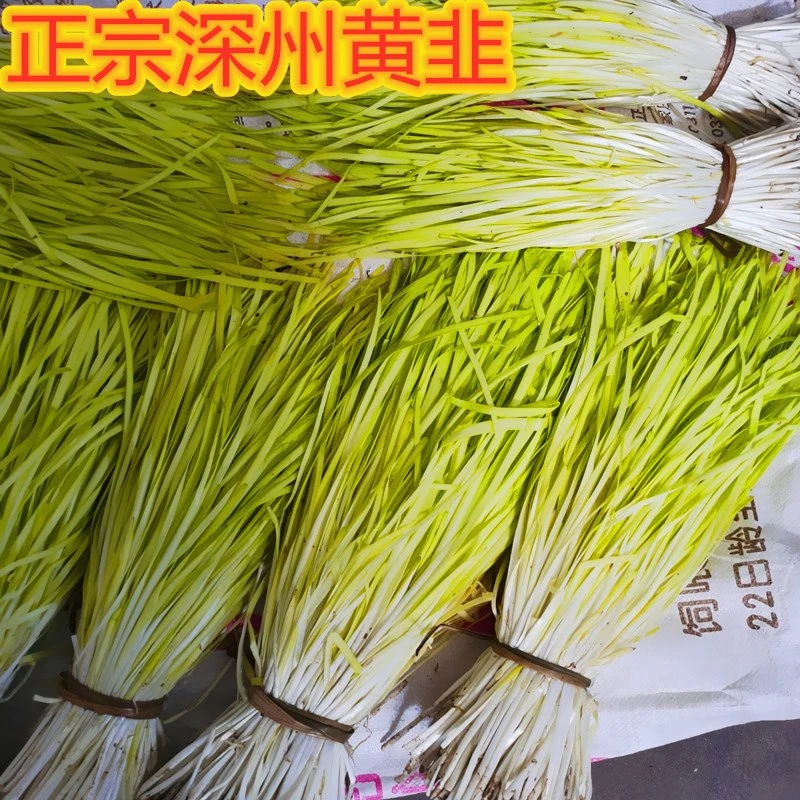 顺丰包邮河北深州黄韭菜头茬现割韭黄产地新鲜现货黄韭肉丁饺子馅