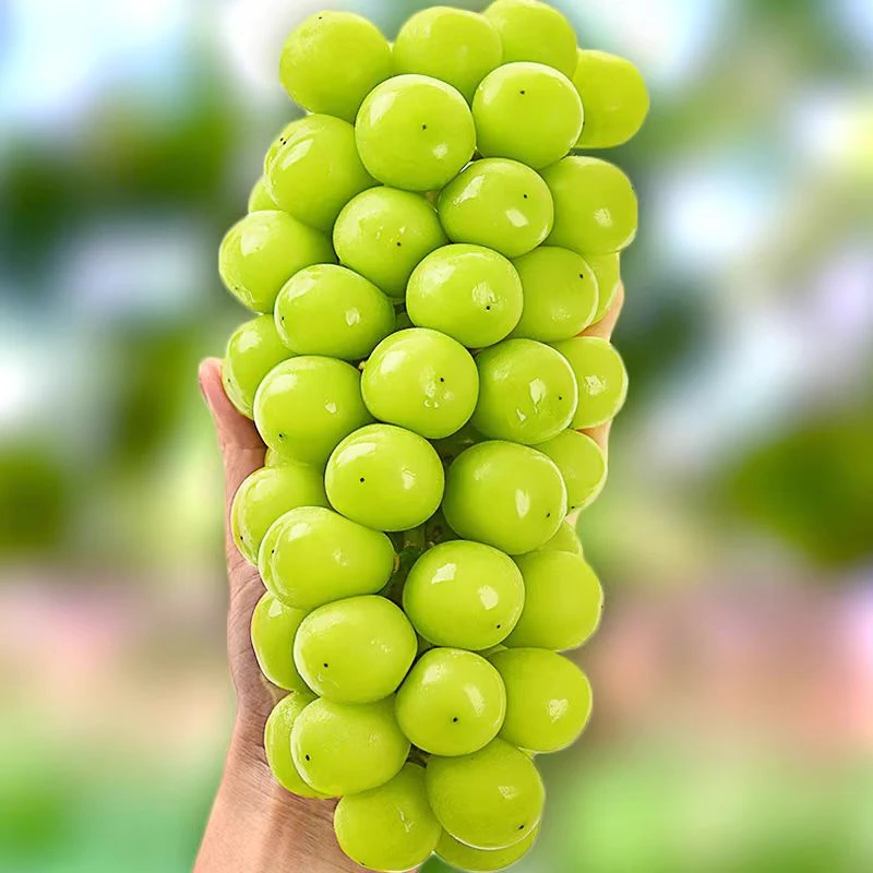 【顺丰包邮】湖南常德澧县阳光玫瑰新鲜当季时令水果大颗礼盒包装