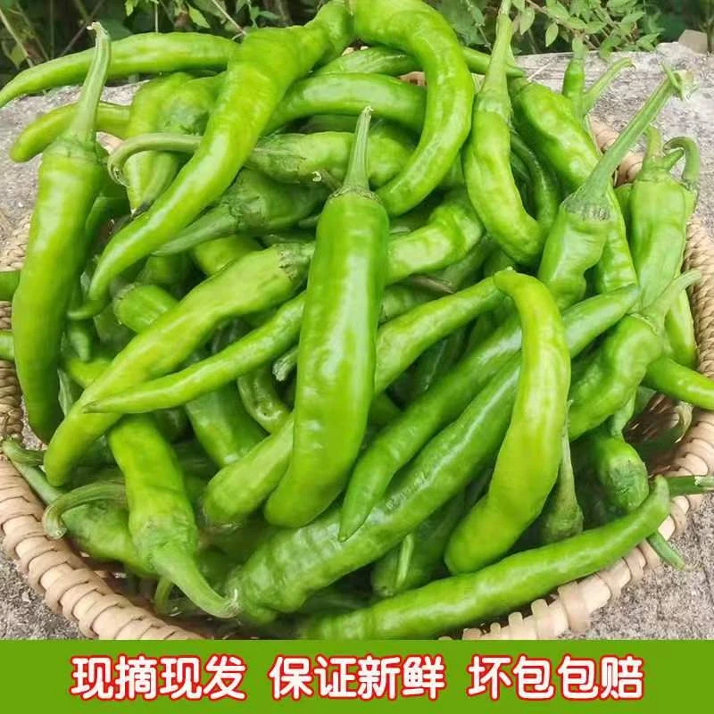 湖南常德本土辣椒农家自种露天新鲜采摘薄皮微辣土辣椒现摘现发
