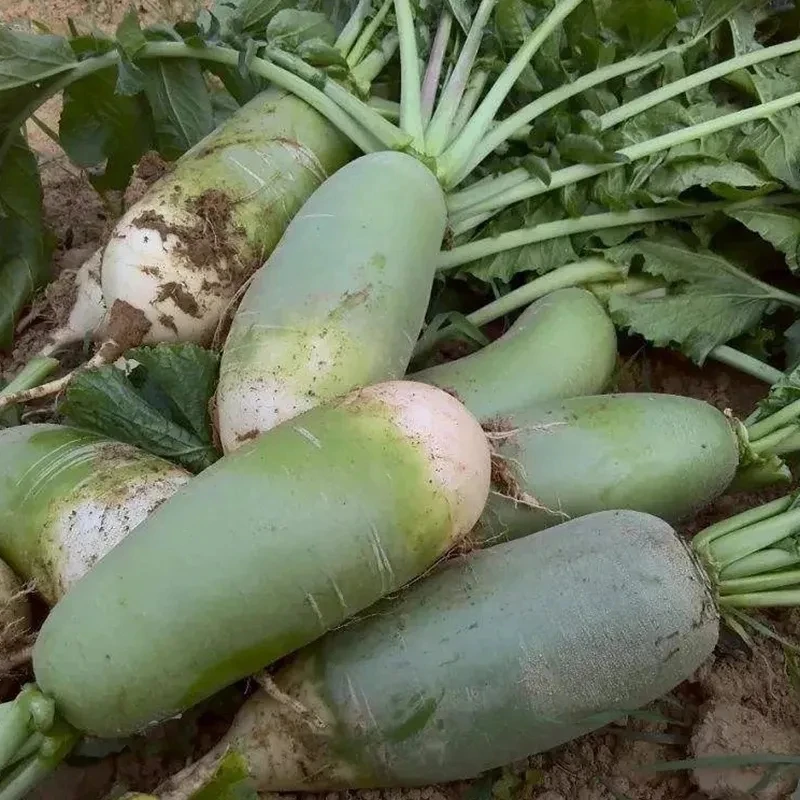 【县长推荐】八金宝潢川八里萝卜带泥现拔现发不泡药水不打药