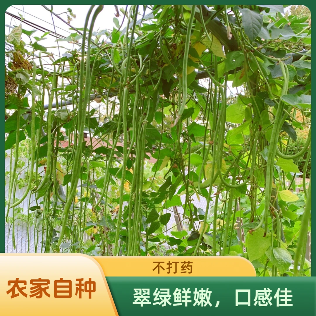 【县长推荐】大别山八金宝农家自种应季土豇豆天然不打药京东包邮