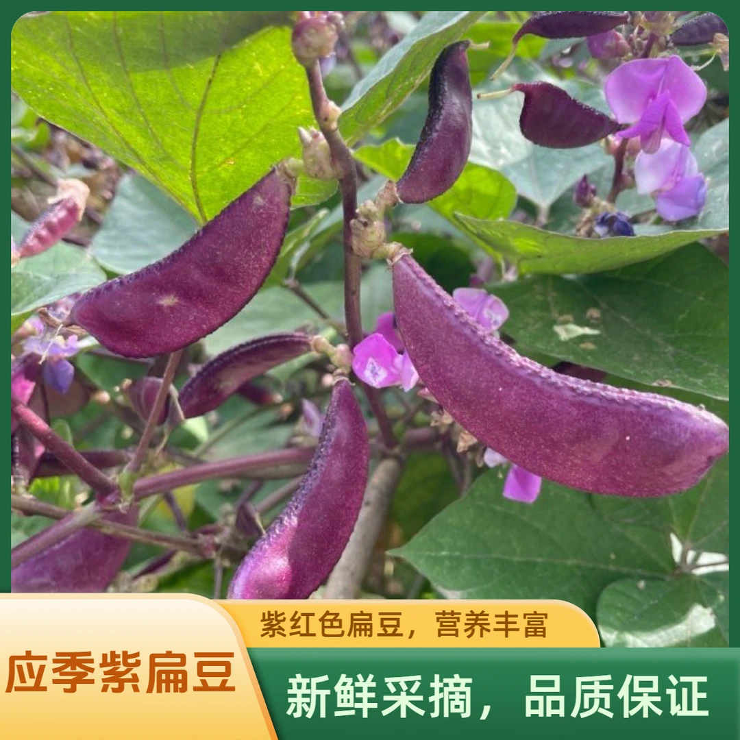 本地土扁豆【县长推荐】大别山八金宝农家自种土扁豆不打药京东包邮