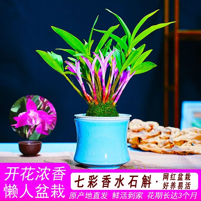 新品七彩香水石斛兰冬带花苞水培开花浓香室内桌面绿植盆栽花卉