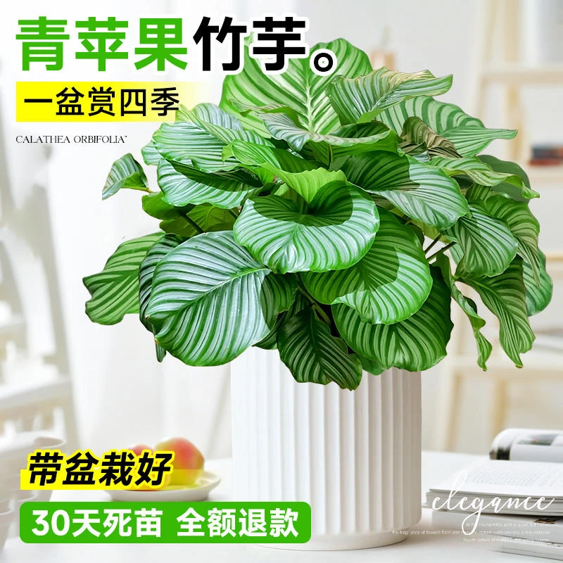 青苹果竹芋懒人清新盆栽大苗新房绿植四季好养水培植物独特海芋