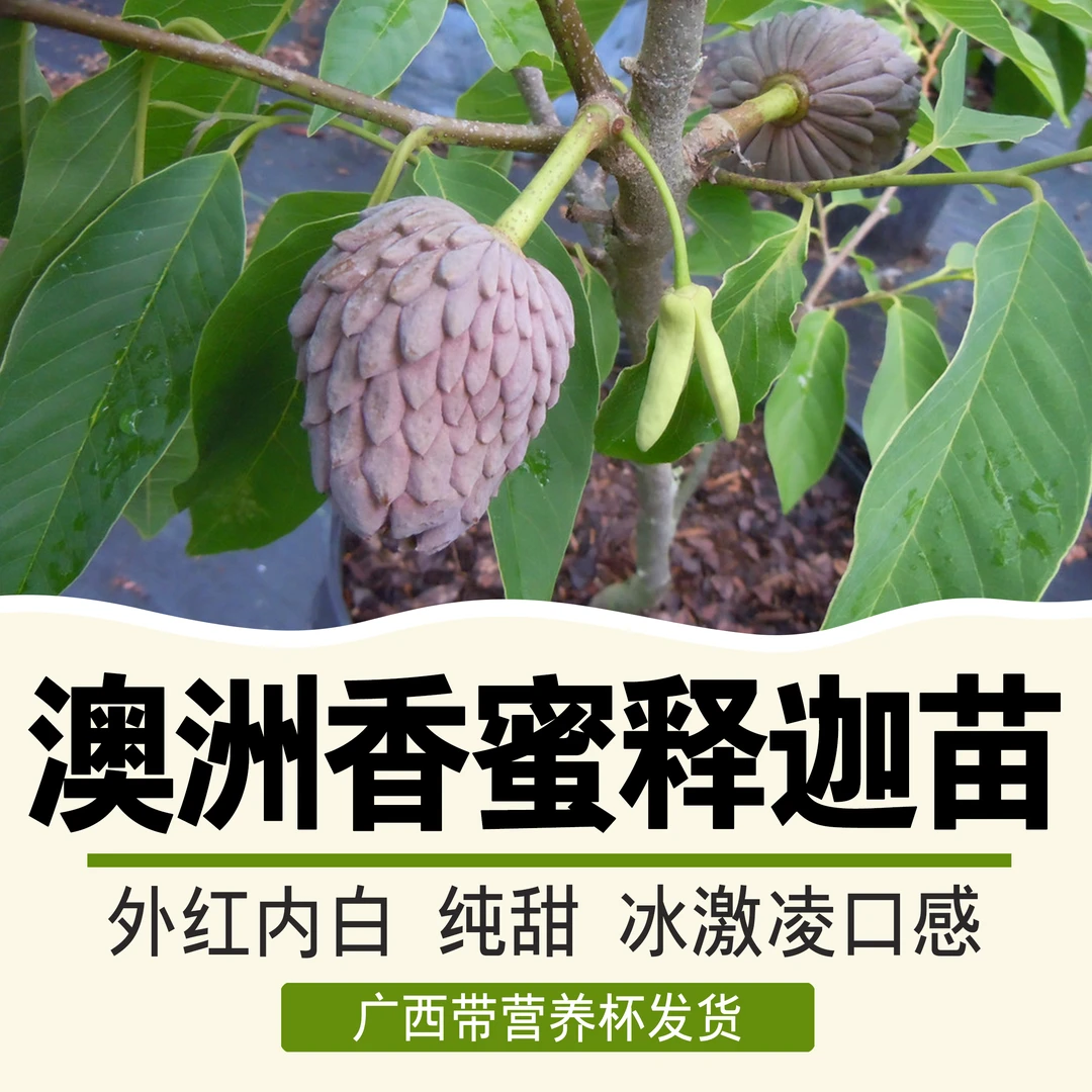 澳洲香蜜红皮释迦盆栽苗 营养杯苗 红皮白肉释迦苗 庭院种植 盆栽