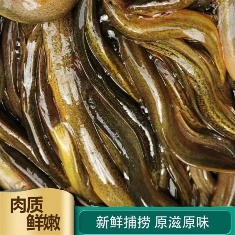 泥鳅鱼泥鳅鱼速冻泥鳅鱼包顺丰包邮