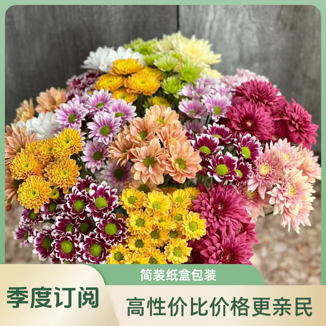 小雏菊混色鲜花居家办公室家用装饰花束插花批发观赏养护顺丰包邮