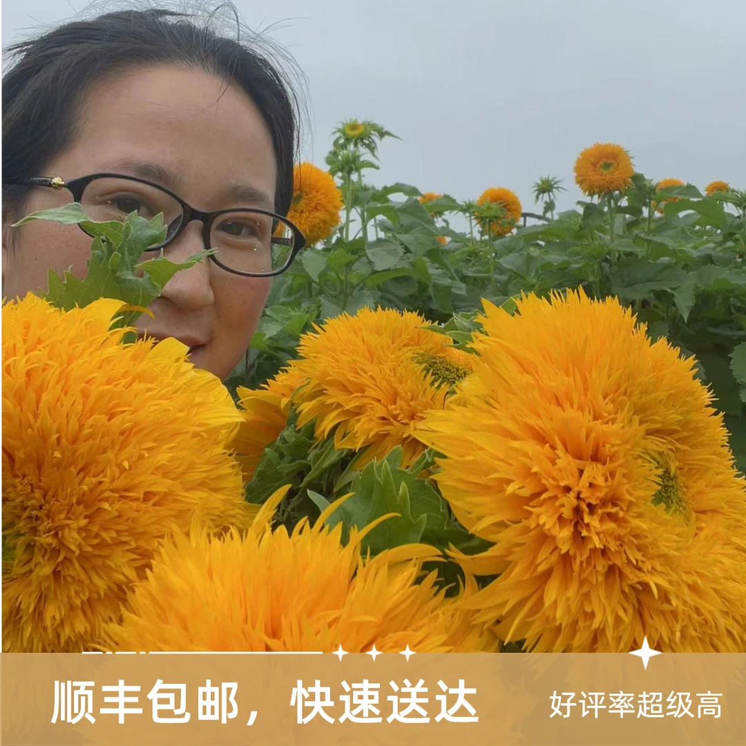 (泰迪向日葵)东北鲜花原产地直发鲜花鲜切花顺丰包邮