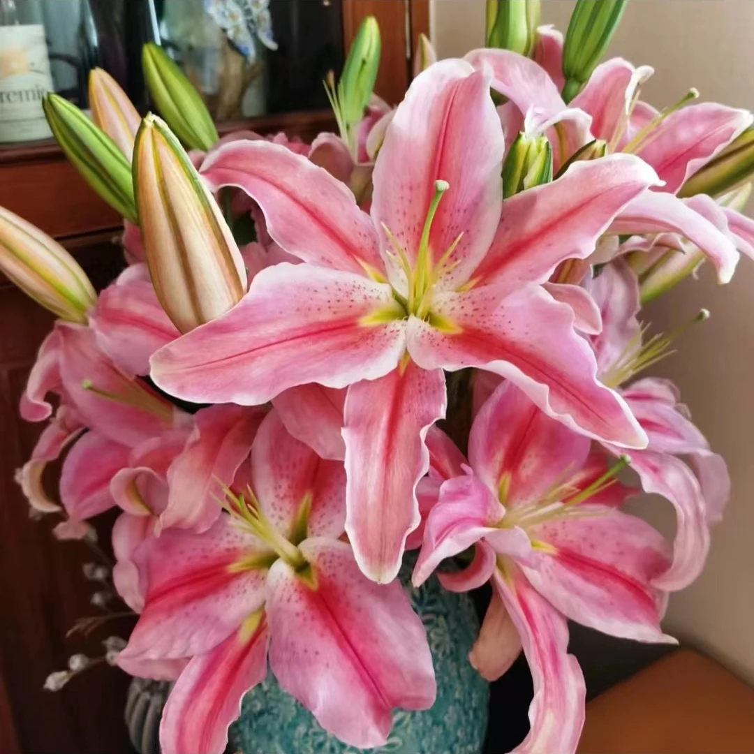 （罗迪）粉色单瓣百合鲜花观赏养护水养百合鲜切花东北基地顺丰包邮