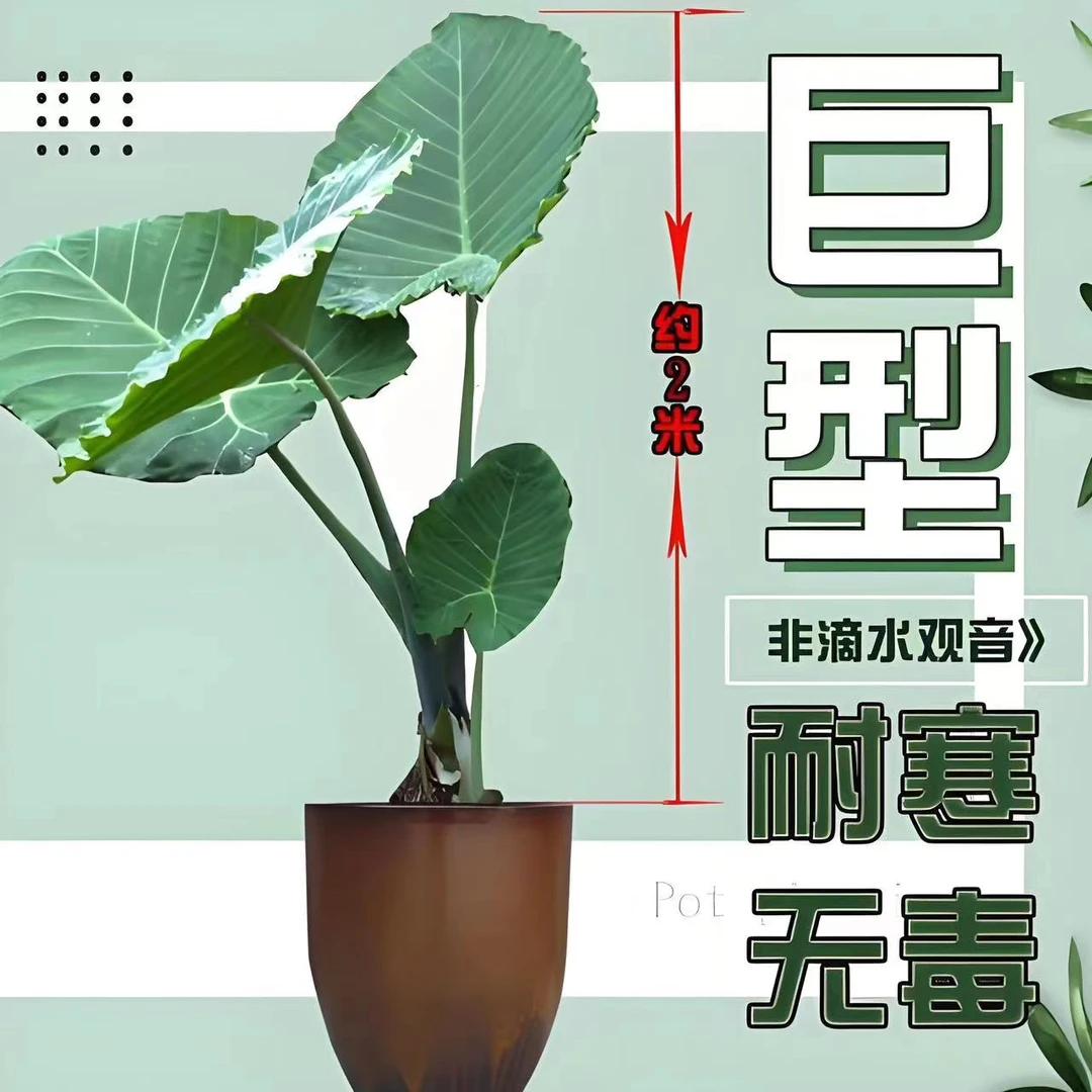 大叶绿植花卉盆栽大堂大堂客厅花园庭院室内室外观赏耐寒环境适合