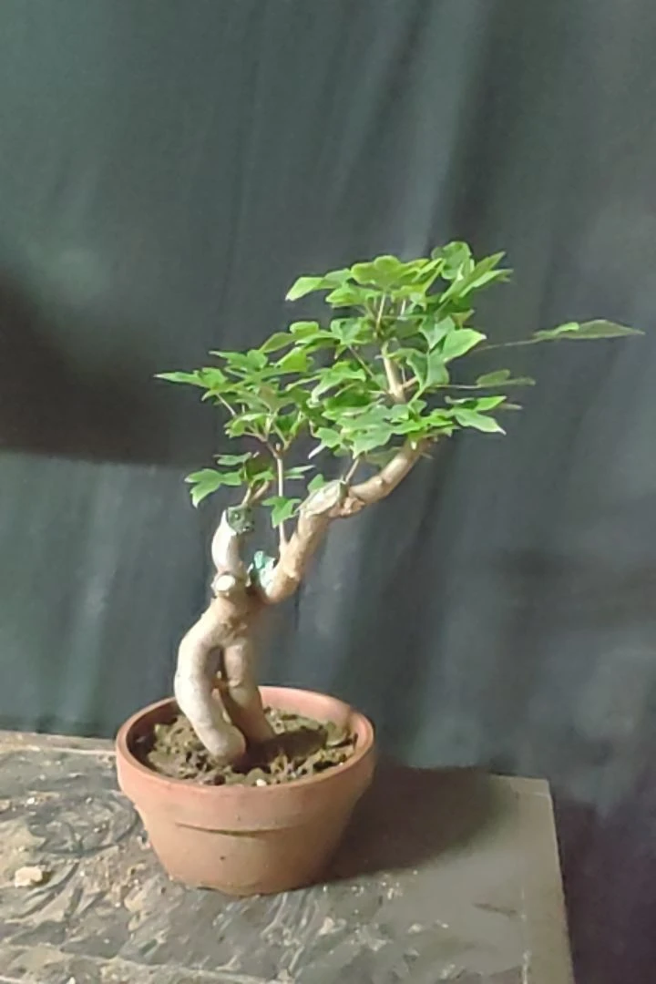 小叶红芽雀梅盆景，三角枫。迷你室内桌面净化绿植精品盆栽微型